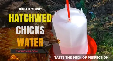 Hydrating Hatchlings: Should You Give Newly Hatched Chicks Water?