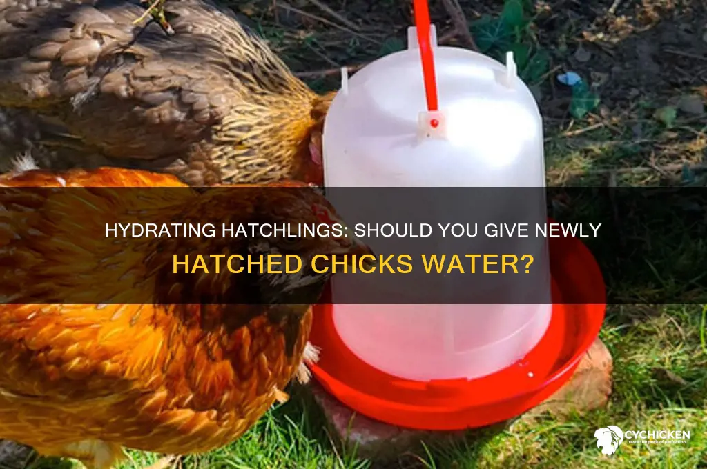 should i give newly hatchwed chicks water