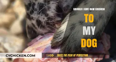 Raw Chicken for Dogs: Safe Feeding Tips and Risks Explained