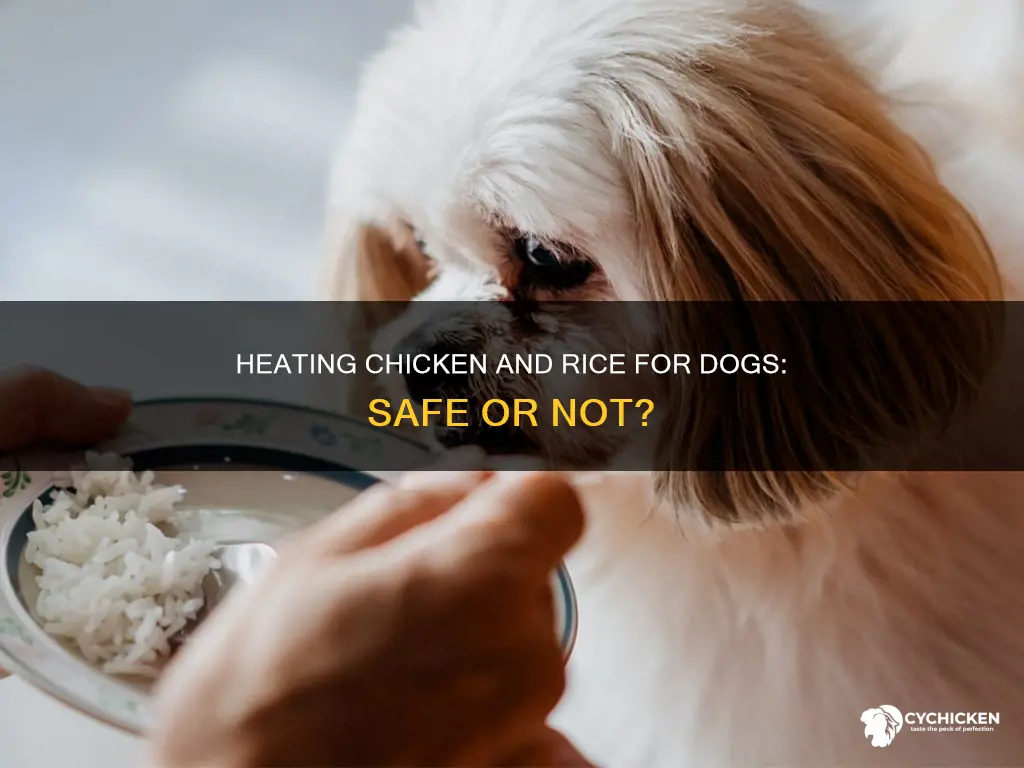 should i heat up chicken and rice for dog