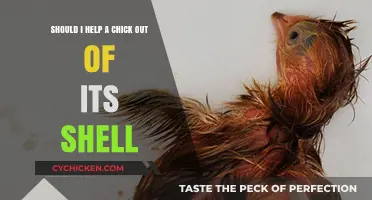 Helping a Chick Hatch: Do's and Don'ts