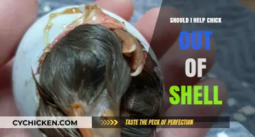 To Help or Not: Should You Assist a Chick Hatching?