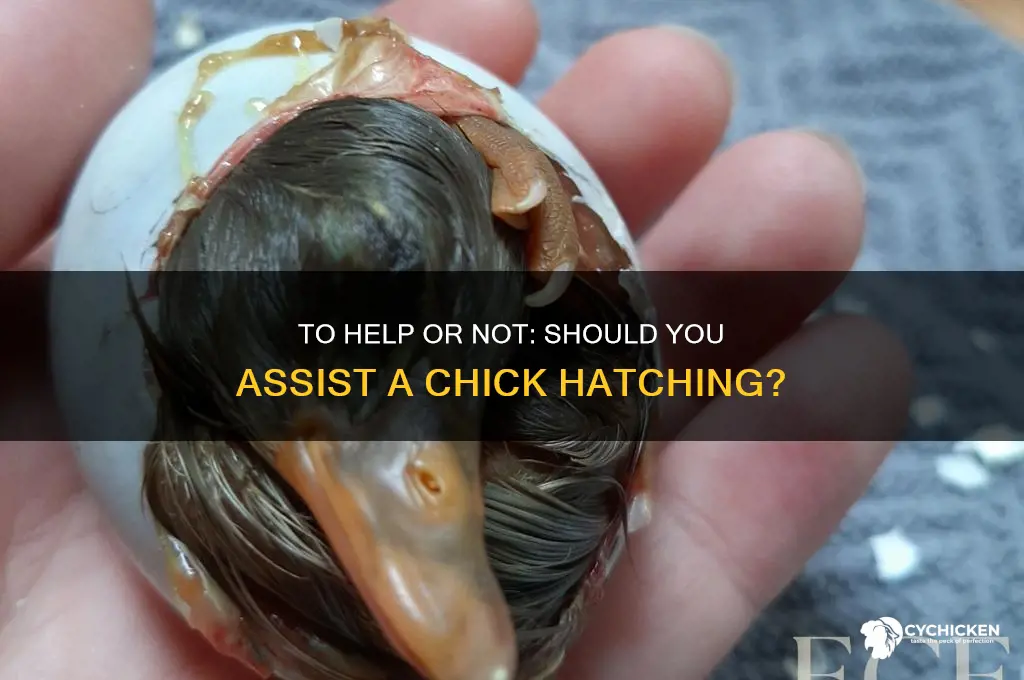 should i help chick out of shell
