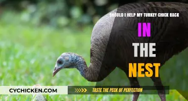 Helping Turkey Chicks: When to Intervene and When to Let Be