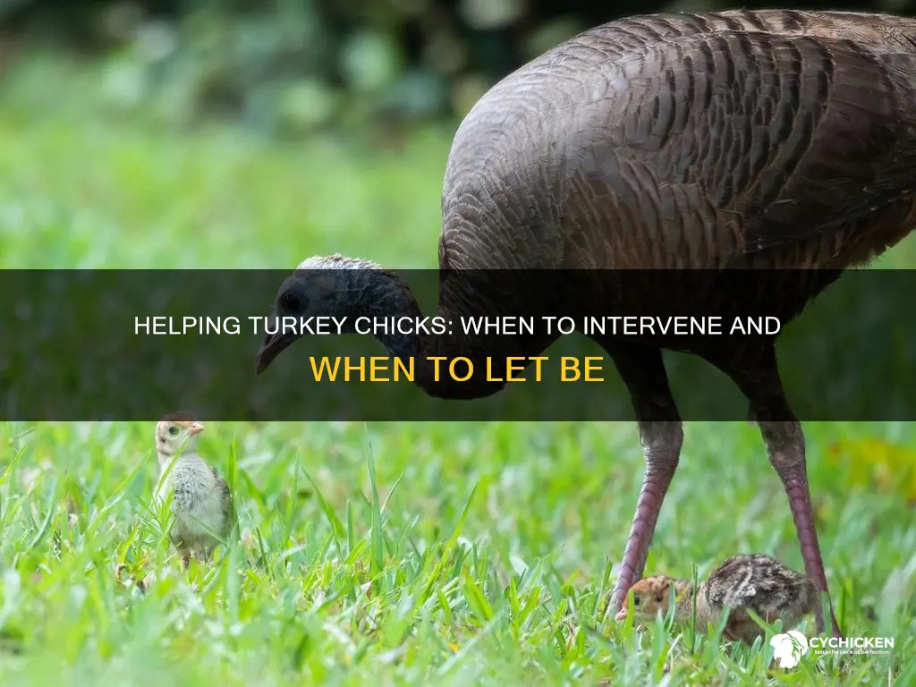 should i help my turkey chick back in the nest