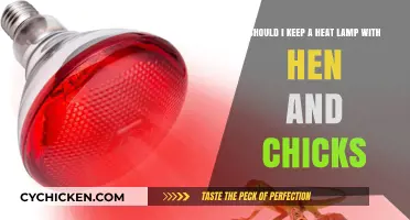 Using a Heat Lamp for Hen and Chicks: Yes or No?