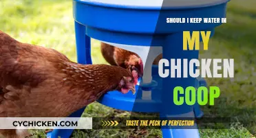 Hydration Haven: The Importance of Water in Your Chicken Coop