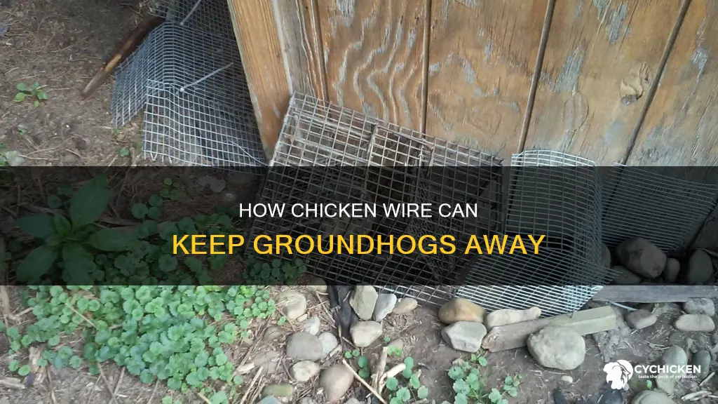 should i lay chicken wire down to keep groundhogs out