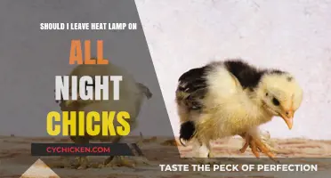 Heat Lamps for Chicks: On or Off Overnight?