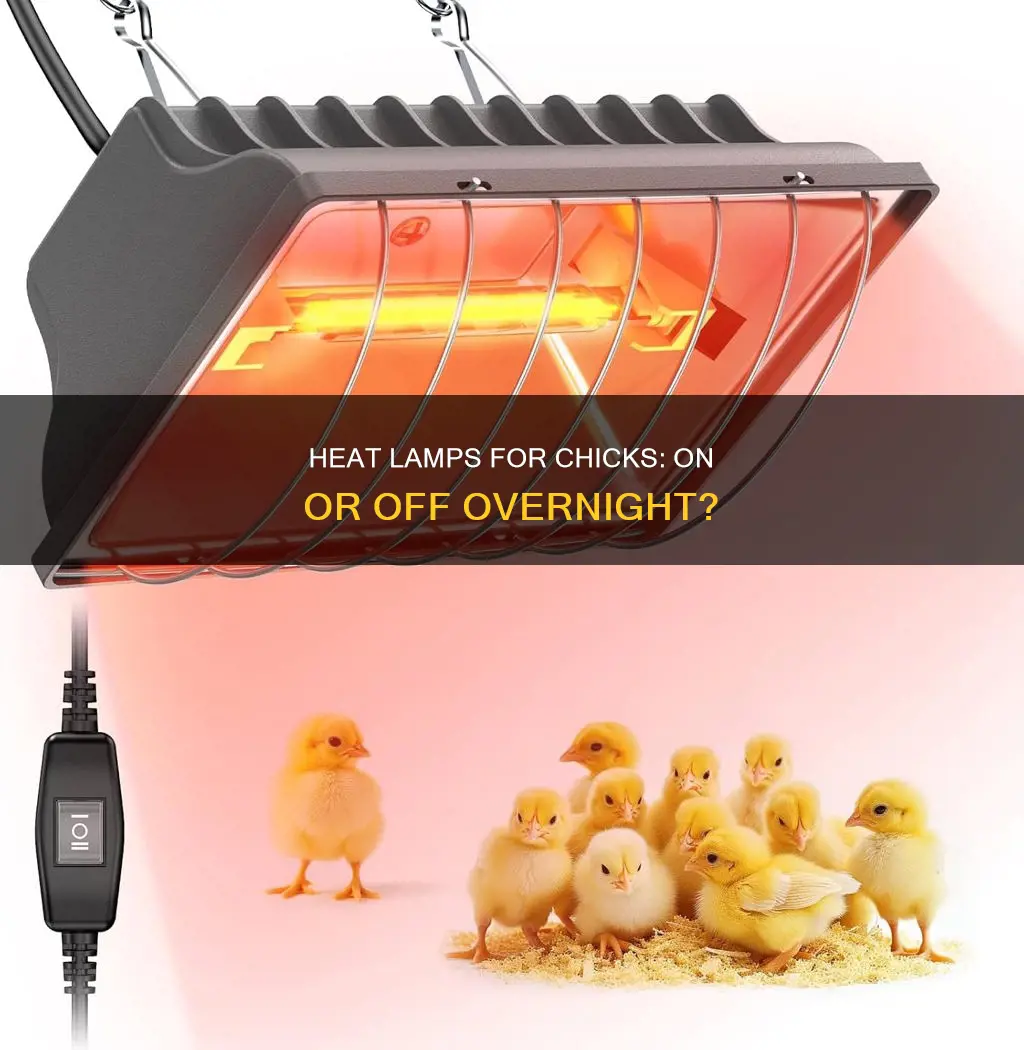 should i leave heat lamp on all night chicks