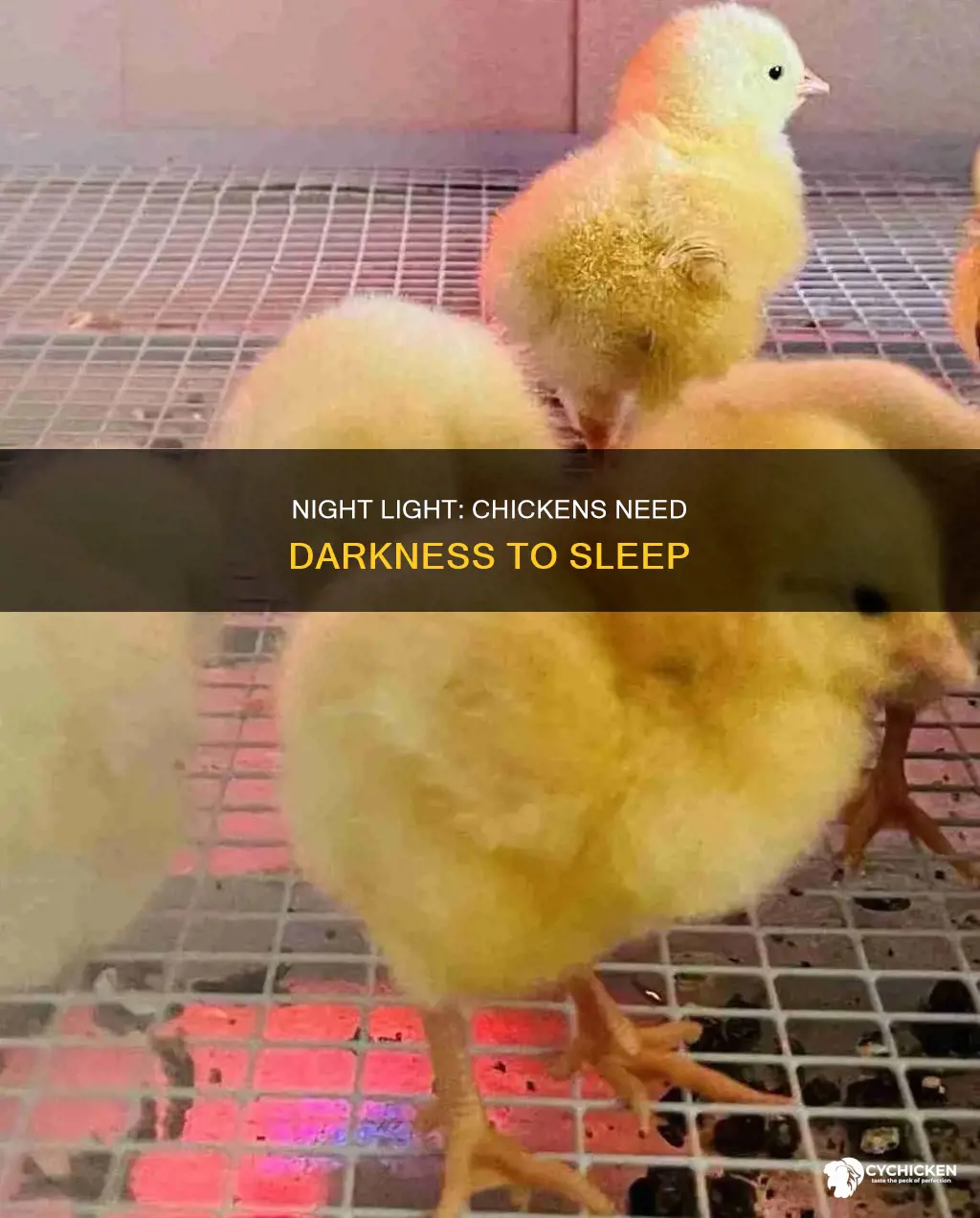 should i leave the chicks light on at night