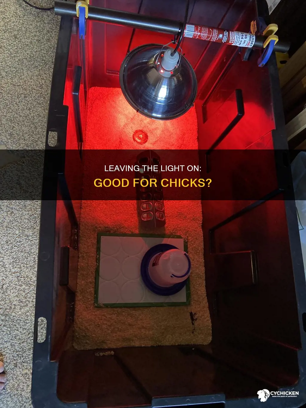 should i leave the light turned on for my chicks