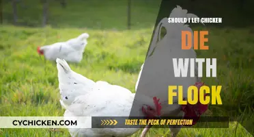 Should Chickens Die with Their Flock? Ethical and Practical Considerations