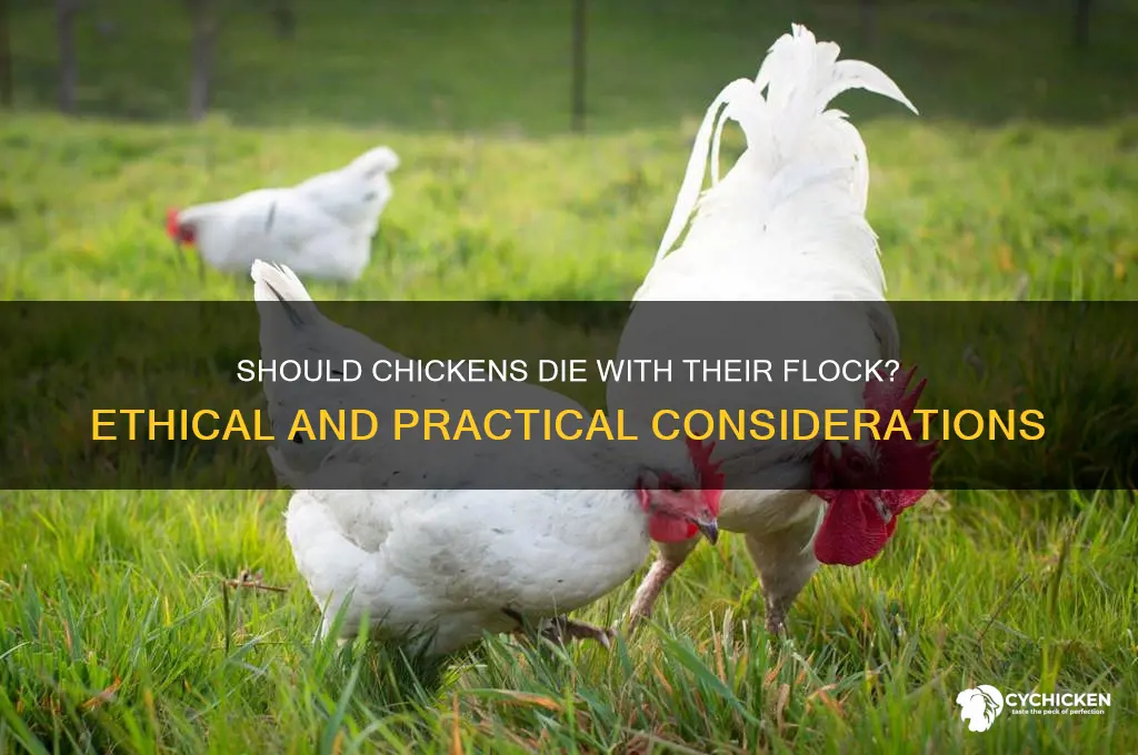 should i let chicken die with flock