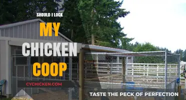 Securing Your Flock: The Importance of Locking Your Chicken Coop