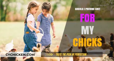 Grit for Chicks: Essential or Optional? A Beginner's Guide