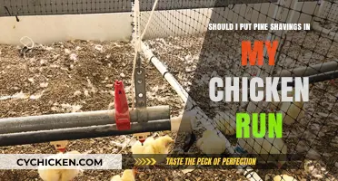 Chicken Runs: Pine Shavings, Good or Bad?