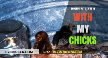 Sticks for Chicks: Benefits and Safety Tips for Your Brooder