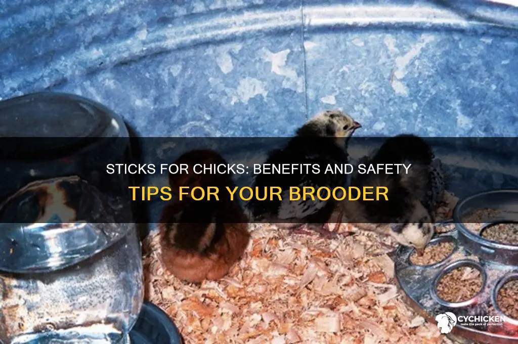 should i put sticks in with my chicks