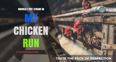 Straw in Chicken Runs: Benefits, Drawbacks, and Best Practices