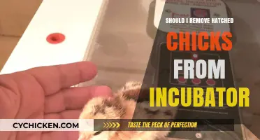 Should You Remove Hatched Chicks from the Incubator? Expert Advice