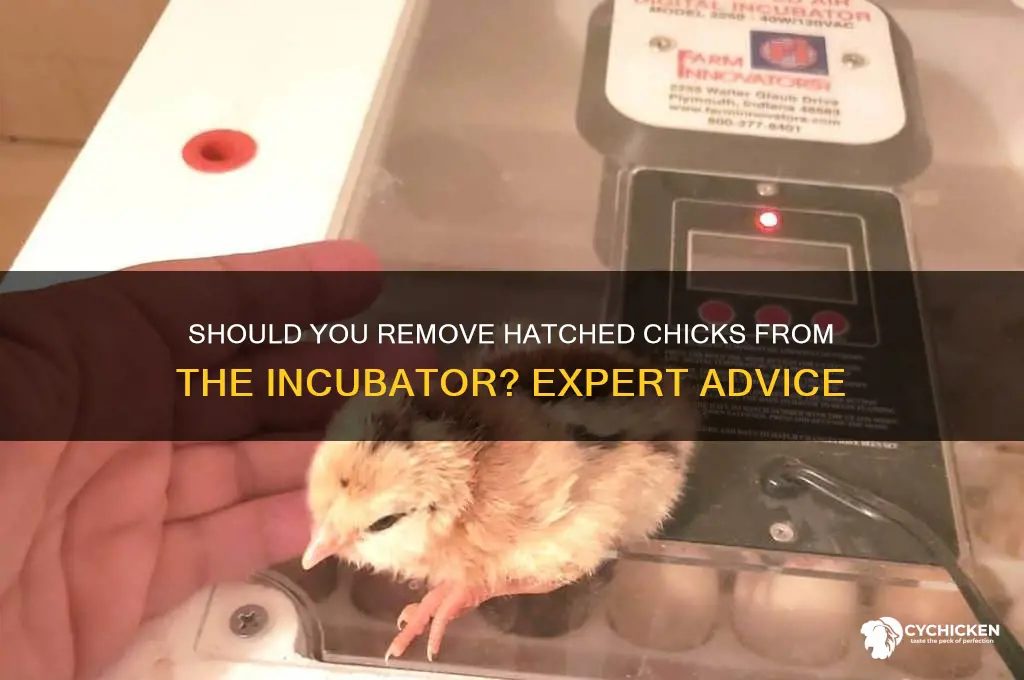 should i remove hatched chicks from incubator