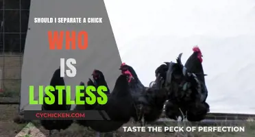 Should You Separate a Listless Chick? Tips for Concerned Poultry Owners
