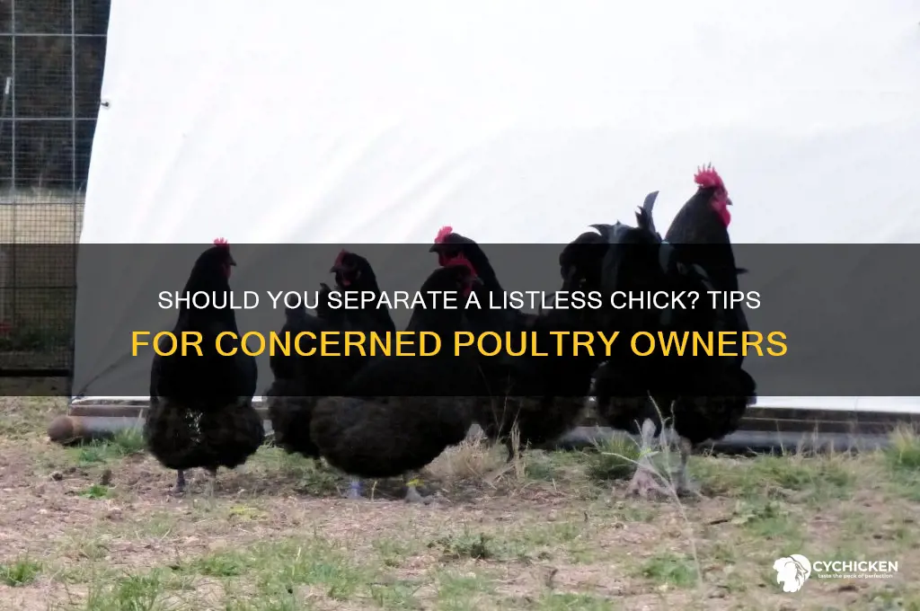 should i separate a chick who is listless
