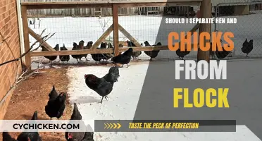 Should You Separate Hen and Chicks? Pros, Cons, and Best Practices