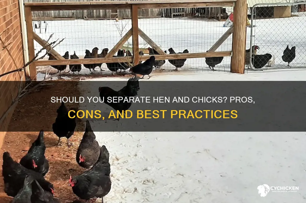 should i separate hen and chicks from flock
