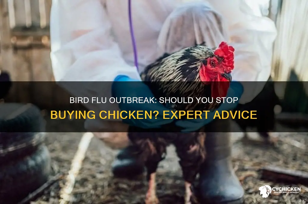 should i stop buying chicken durning a bird flu outbreak