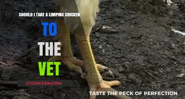 When to Take Your Limping Chicken to the Vet