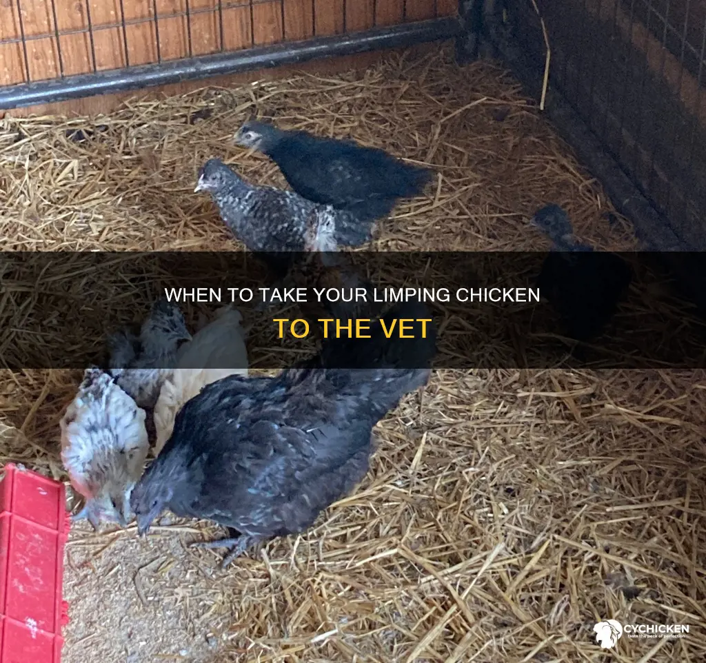 should i take a limping chicken to the vet