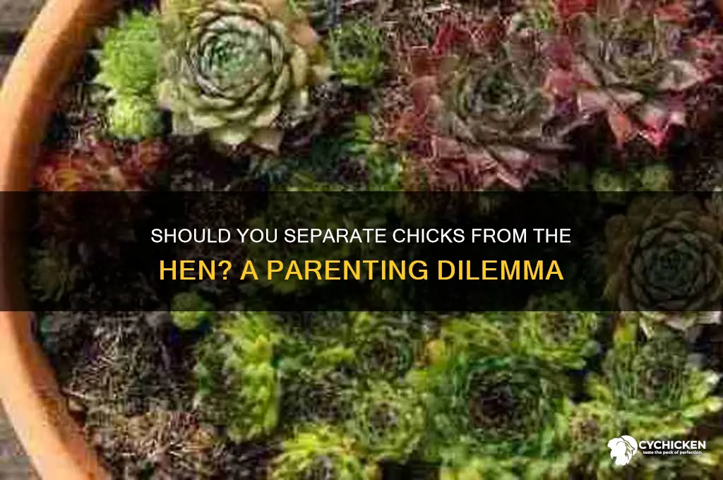 should i take chicks away from hen
