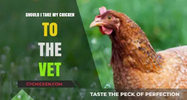 Should You Take Your Chicken to the Vet? Expert Advice