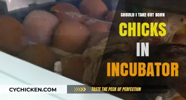 Should You Remove Newborn Chicks from the Incubator? Key Considerations