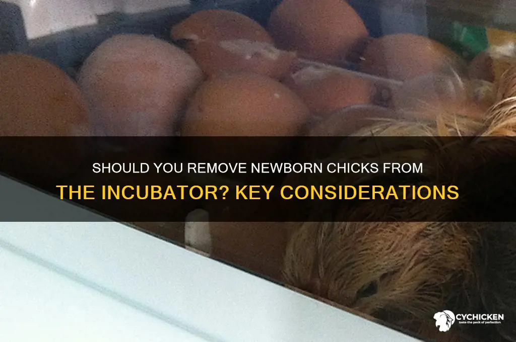 should i take out born chicks in incubator