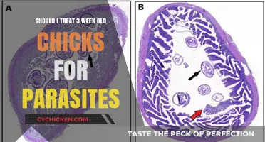 How to Keep Your Three-Week-Old Chicks Parasite-Free