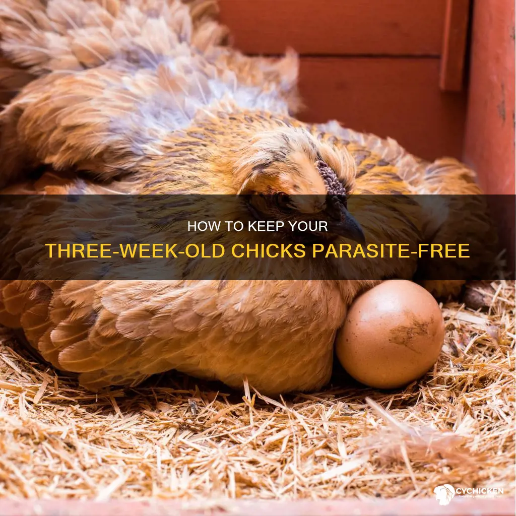 should i treat 3 week old chicks for parasites