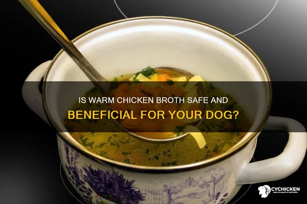 should i warm chicken borth for dogs