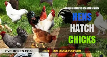 Should Roosters Be Removed When Hens Hatch Chicks? Pros and Cons