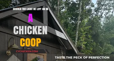 Illuminating the Debate: Should the Light Stay On in a Chicken Coop?
