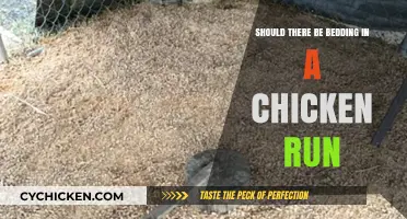 Should Chicken Runs Include Bedding? Pros, Cons, and Best Practices