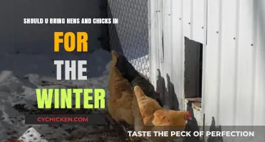 How to Prepare Hens and Chicks for Winter
