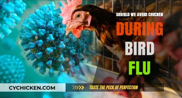 Should We Avoid Chicken During Bird Flu Outbreaks? Facts and Safety Tips