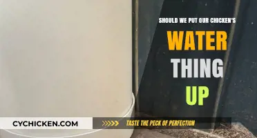 Why You Should Elevate Your Chicken's Water Bowl