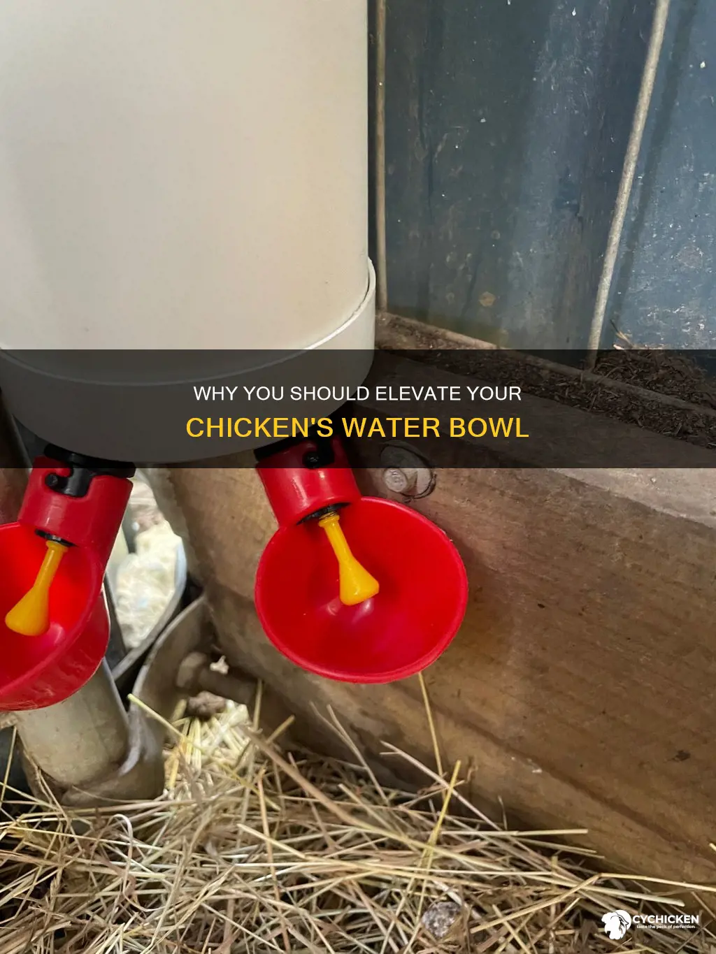 should we put our chicken