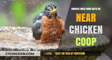 Balancing Nature: Wild Bird Baths and Chicken Coops in Harmony