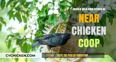 Balancing Wild Bird Feeders and Chicken Coops: A Guide to Backyard Harmony