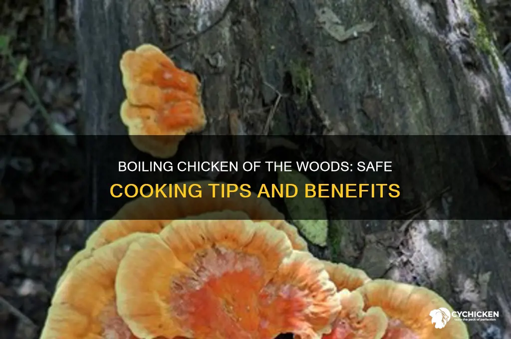 should you boil chicken of the woods